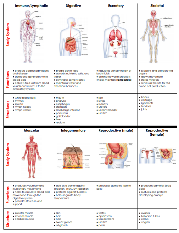 Body Systems - LPHS BIOLOGY STAAR REVIEW