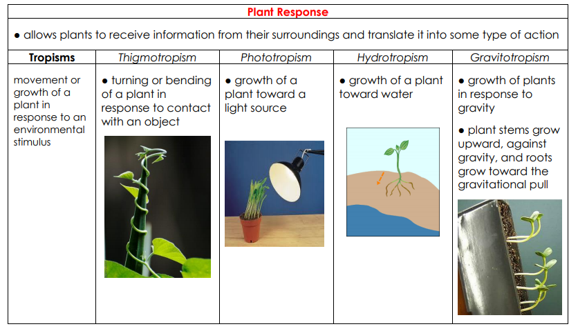 Plants - LPHS BIOLOGY STAAR REVIEW