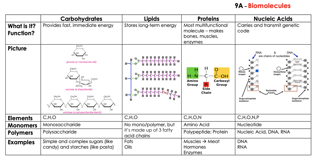 Biomolecules & Enzymes - LPHS BIOLOGY STAAR REVIEW