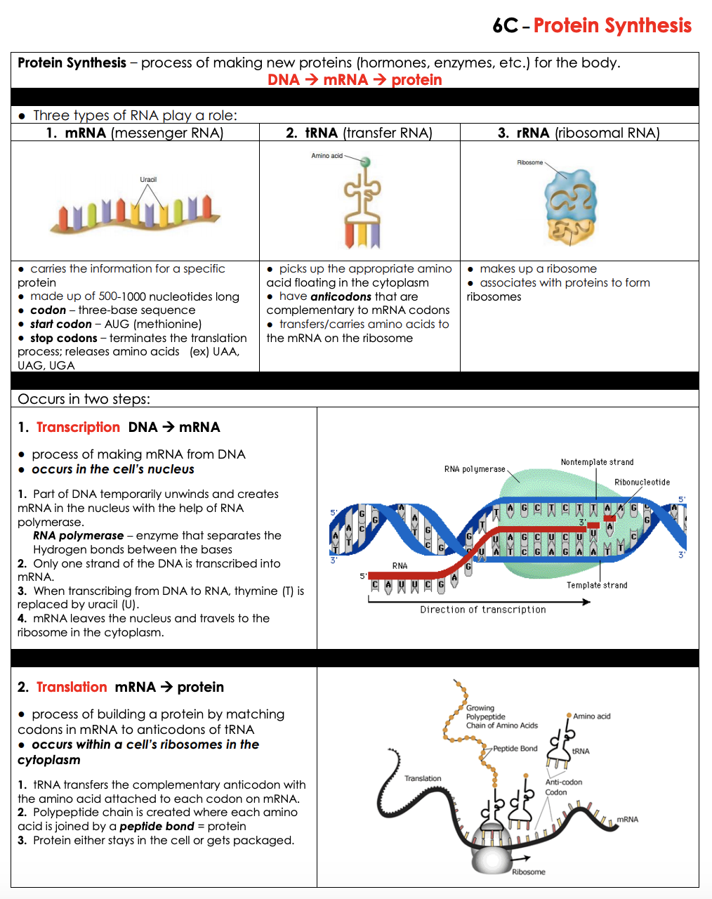 Protein Synthesis - LPHS BIOLOGY STAAR REVIEW